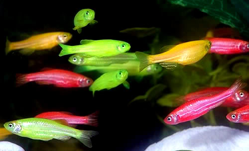 glofish uk