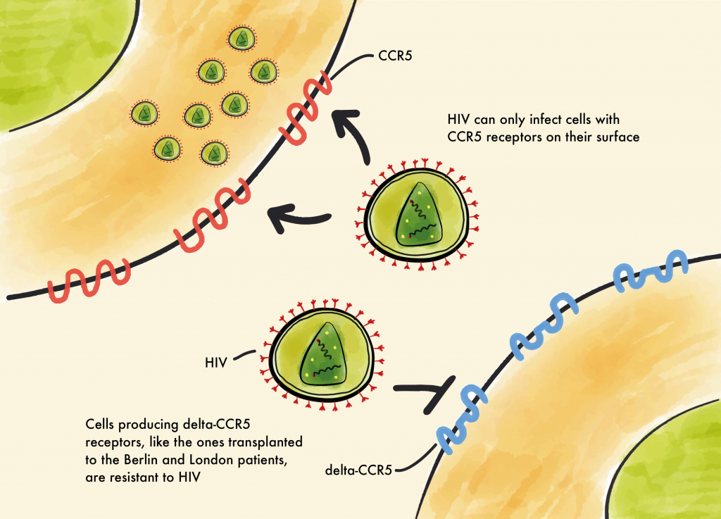 diagram of how HIV is received by cells